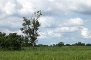 Gerard Snik, vitamine B12 tekort
